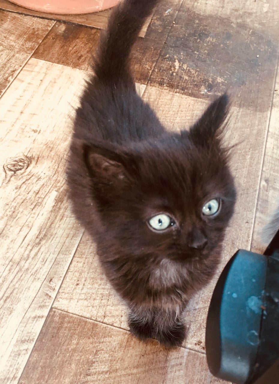 black kittens for adoption
